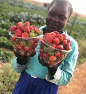 Nigerian Strawberry Farmer